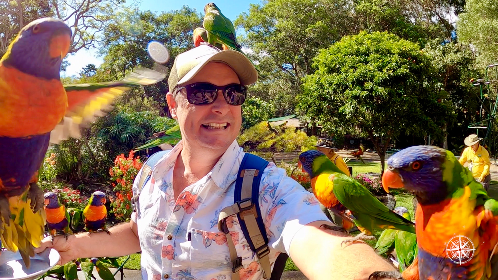 Currumbin Wildlife Sanctuary, Rainbow Lorikeets
