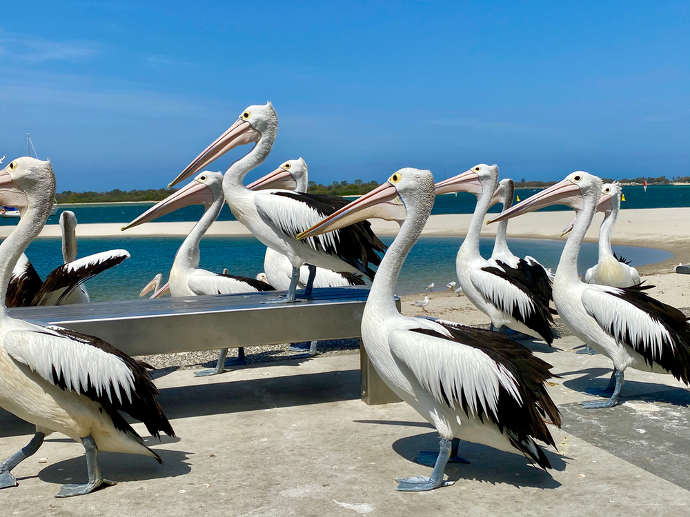 Pelicans
