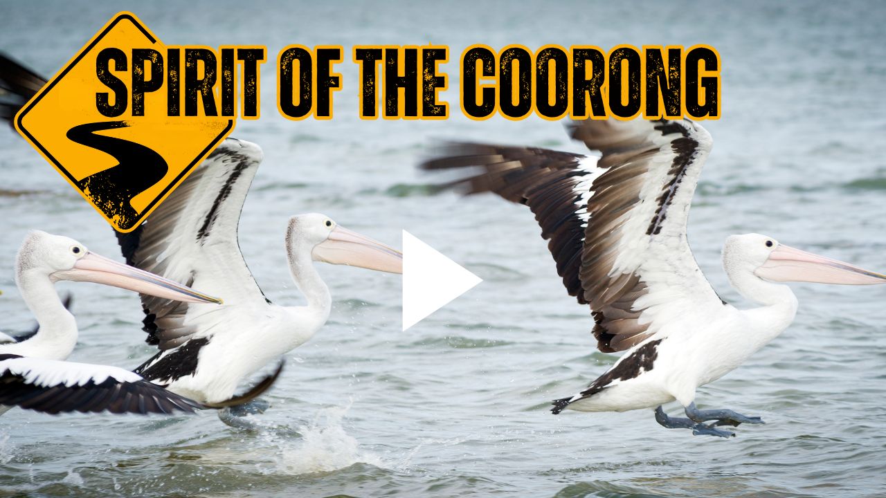 Spirit Of the Coorong (1)