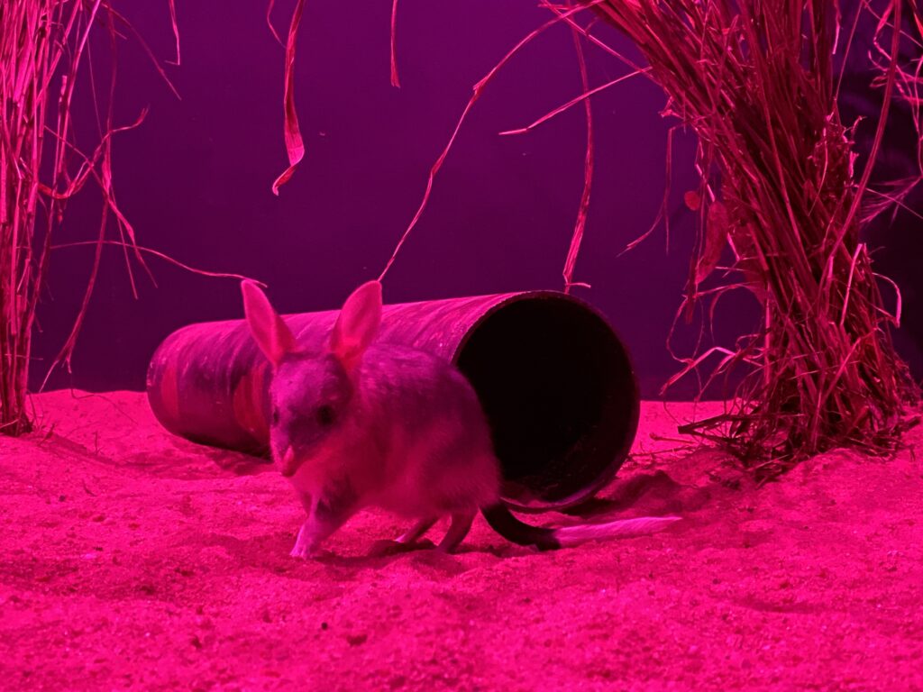 Bilby in enclosure at Charleville Save the Bilby Experience